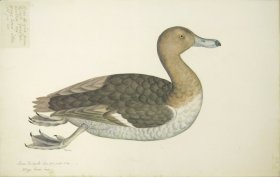 (image for) 236 Swedish Birds . Anas Fuligula, Tufted Duck, Female