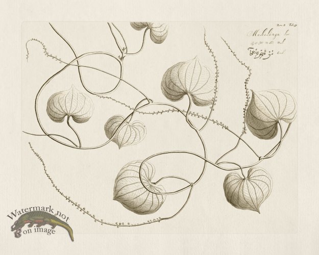 (image for) HORTUS VOl 08 51