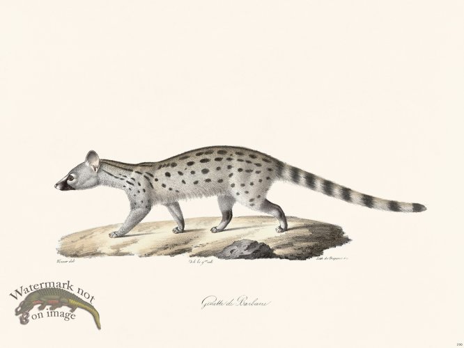 (image for) Cuvier 190 Barbarian Genette