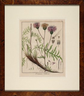 Hayne's Botanical in Burl 08