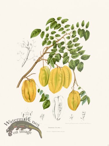 (image for) Horticulture of Java 35