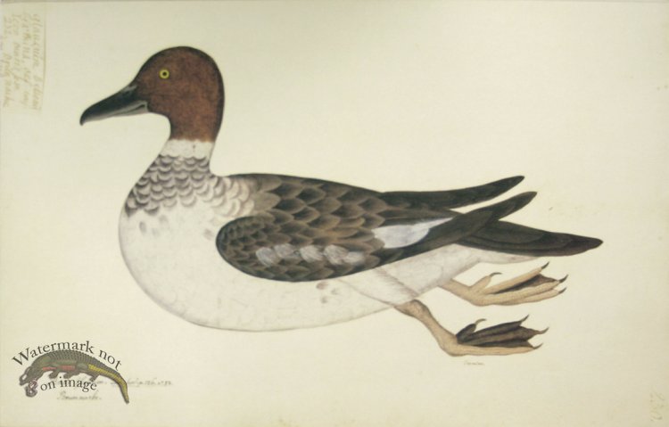 (image for) 230 Swedish Birds . Anas Glaucion, Common Goldeneye, Female