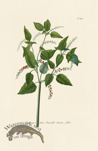 (image for) Weinmann PL 087