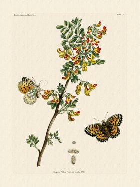 Wilkes Butterflies 119