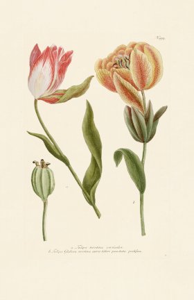 (image for) Weinmann Pl 993