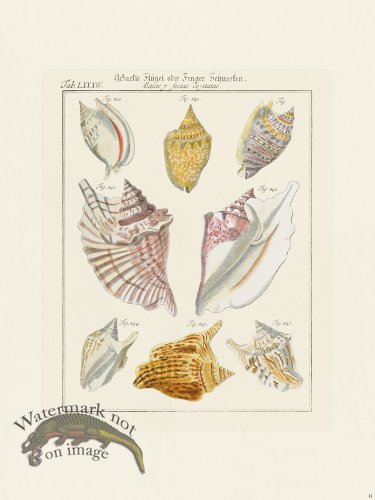 (image for) Martini Shells 041