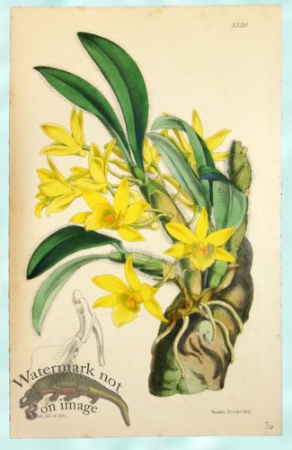 (image for) Curtis Orchids 09