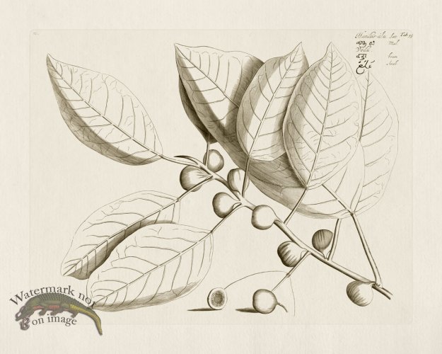 (image for) HORTUS VOl 03 59