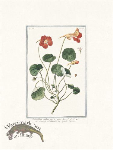 (image for) Bonelli 663 Grande Capucine