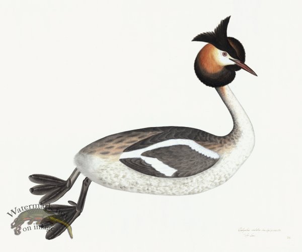 (image for) Rudbeck 034 Grebe 24x20