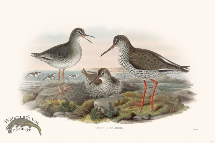 (image for) Gould Shore Bird 014
