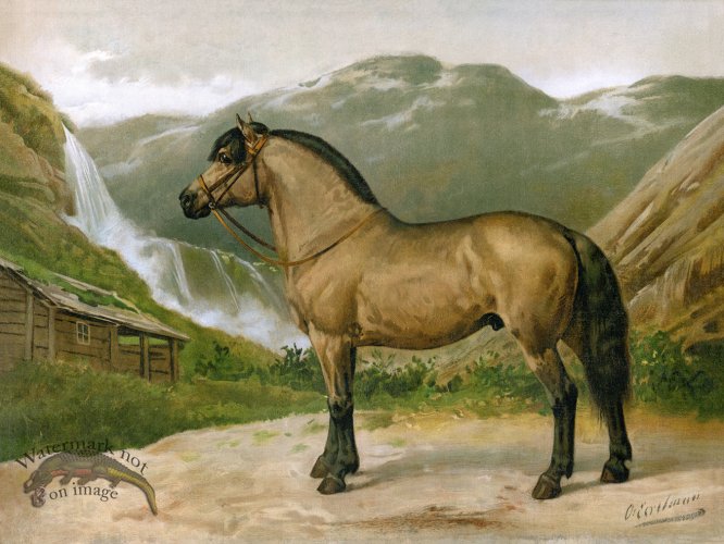 (image for) Norwegian Horse by Eerelman