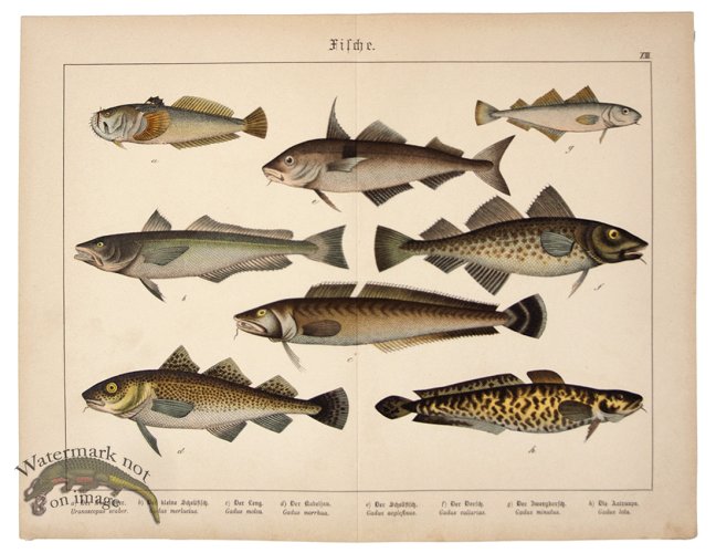 (image for) Cod Fish