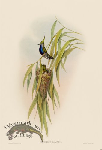 (image for) Gould Hummingbird 208