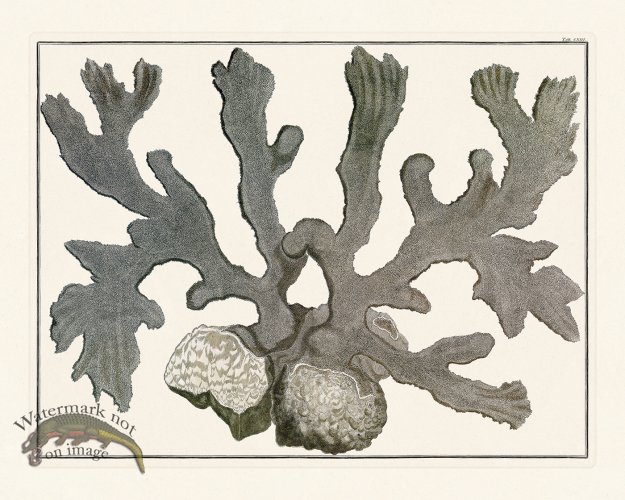 (image for) Seba B2 113 Coral