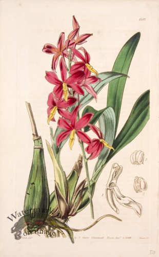 (image for) CBMS_0029