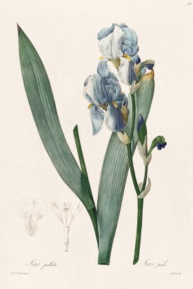 Les Liliacees Redoute 366