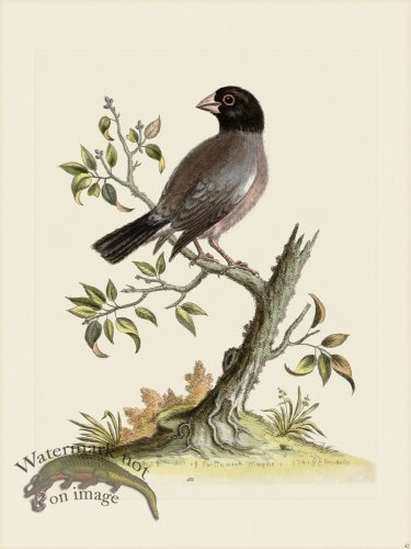 (image for) Edwards 042 Rice Bird Hen