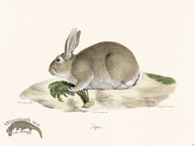 (image for) Cuvier 262 Rabbit