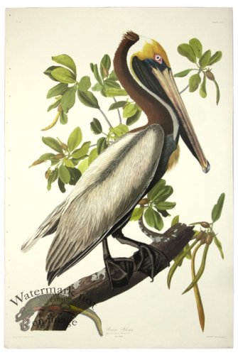 (image for) Brown Pelican