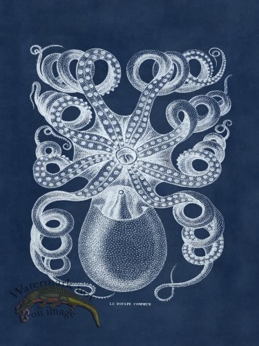 (image for) Octopus Blue 32