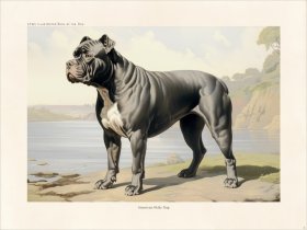 CFA Dog American Bully Dog 03