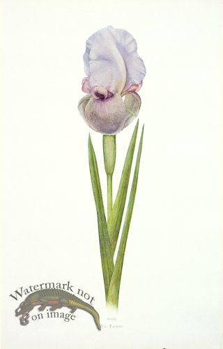 (image for) Dykes Iris 08