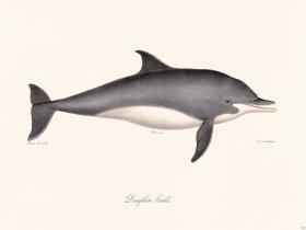 Cuvier 423 Dolphin Bridle