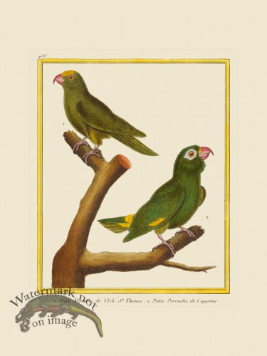 (image for) Martinet Bird 456