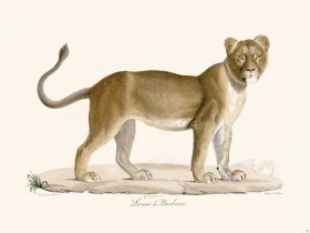 Cuvier 093 Lioness Of Barbarism