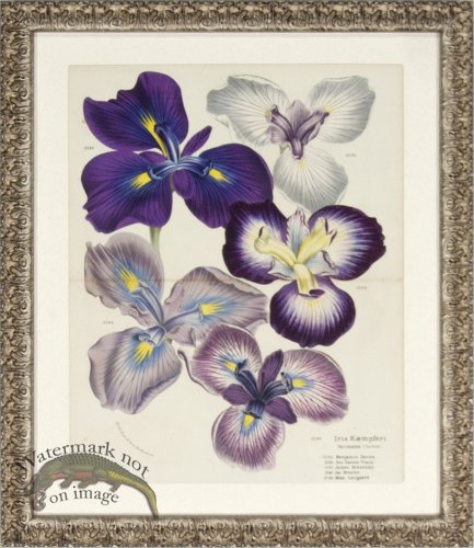 (image for) Van Houtte Iris 01