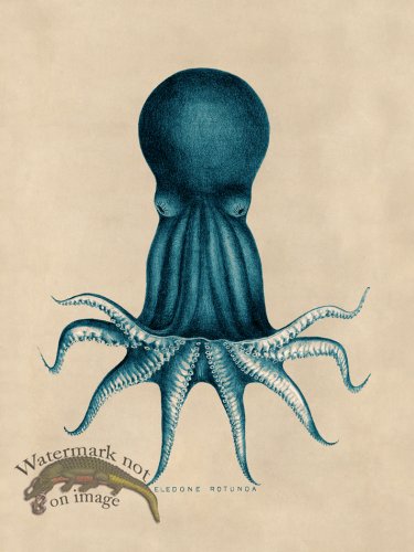 (image for) Octopus Teal 08
