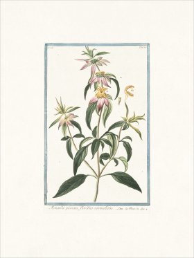 Bonelli 287 Spotted bee balm