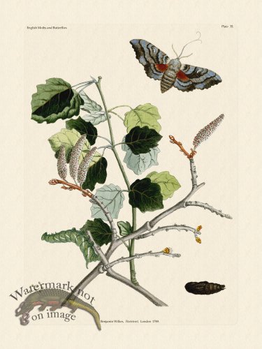 (image for) Wilkes Butterflies 035