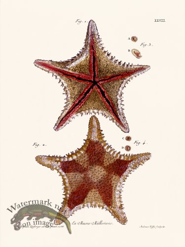 (image for) Knorr Sealife 27