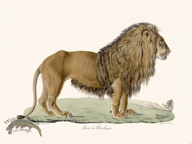 (image for) Cuvier 091 Lion of Barbaria