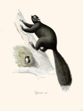 Cuvier 272 Capistrate Male