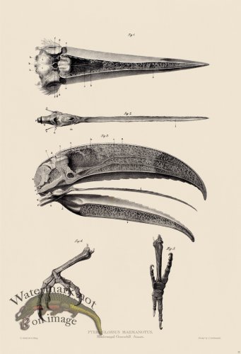 (image for) Toucan Skull