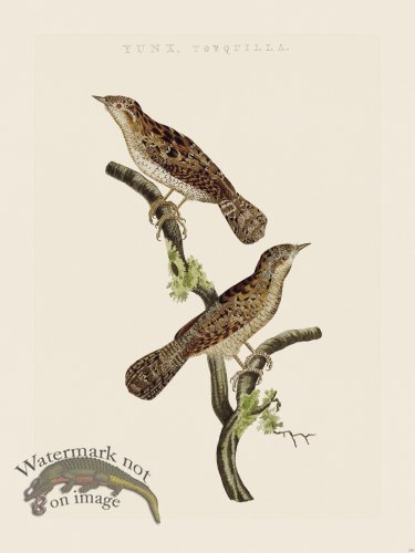 (image for) Nozeman Bird 218