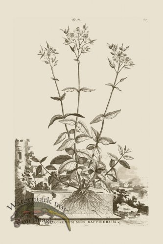 (image for) Abraham Munting 182