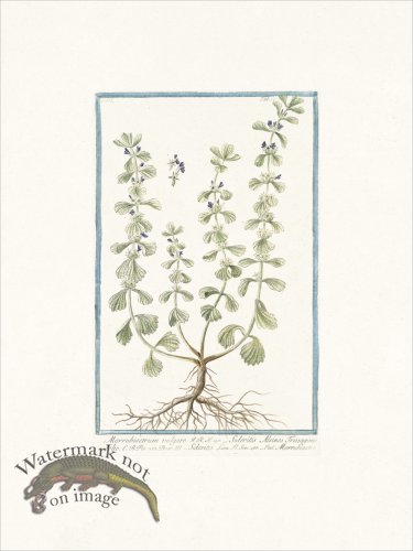 (image for) Bonelli 251 Ironwort