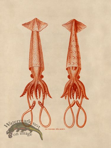 (image for) Octopus Orange 42