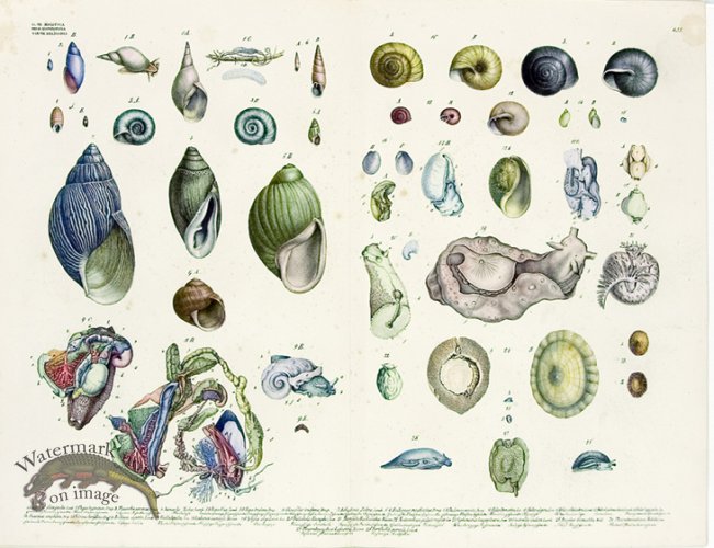 (image for) Goldfuss Shells and Molluscs pl 435