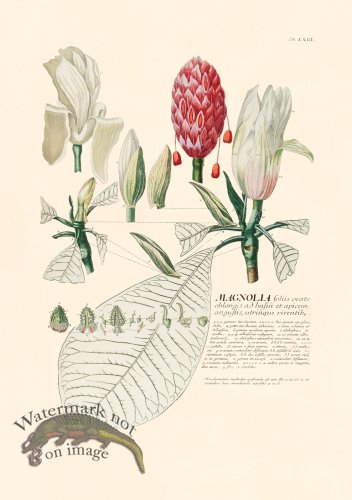 (image for) Trew Botanical 63