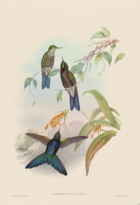 Gould Hummingbird 185