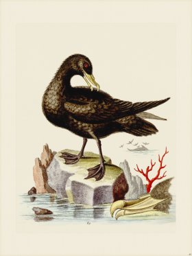 Edwards 089 Great Black Peteril