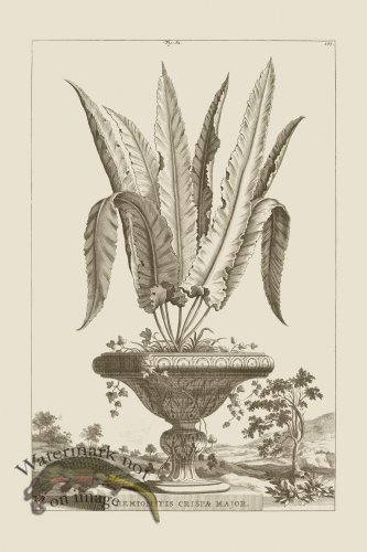 (image for) Abraham Munting 082