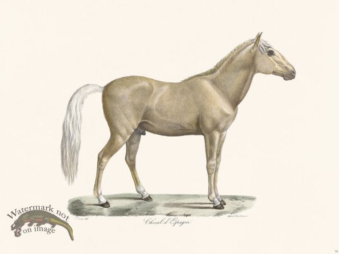 Cuvier 075 Spanish Horse