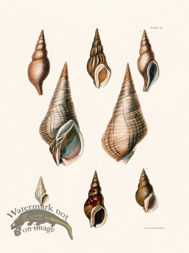 (image for) Cpt Brown Shell 03