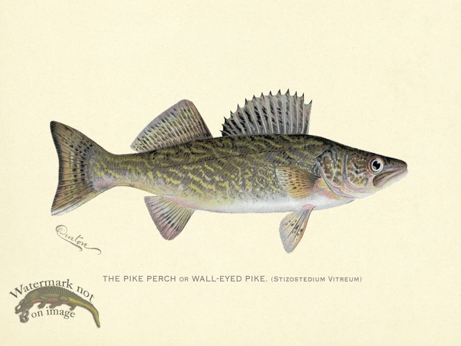 (image for) Perch - Pike or Wall-Eyed Pike